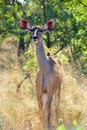 Greater Kudu female (Tragelaphus strepsiceros)