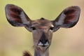 Greater Kudu female (Tragelaphus strepsiceros)