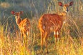 Greater kudu female Royalty Free Stock Photo