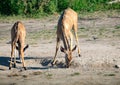 Greater Kudu females at the river Chobe in Botswana