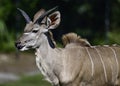 Greater Kudu front closeup details