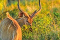 Greater kudu in grassland Royalty Free Stock Photo
