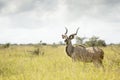 Greater Kudu in high grasses Royalty Free Stock Photo