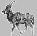 Greater kudu illustration