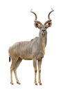 Kudu Royalty Free Stock Photo
