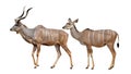 Greater kudu Royalty Free Stock Photo