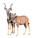 Greater kudu