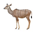 Greater kudu