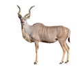 Greater kudu