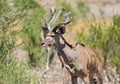 Greater Kudu in Khaudum National Park Namibia Royalty Free Stock Photo