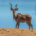 Greater kudu in Kruger national park, South Africa Royalty Free Stock Photo