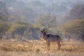 Greater kudu in Kruger National park, South Africa Royalty Free Stock Photo