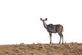 Greater kudu isolated in white background Royalty Free Stock Photo