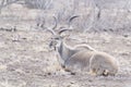 Greater kudu lying in savannah Royalty Free Stock Photo