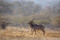 Greater kudu in Kruger National park, South Africa Royalty Free Stock Photo