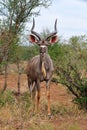 Greater Kudu Male (Tragelaphus strepsiceros)