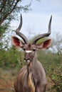 Greater Kudu Male (Tragelaphus strepsiceros) Royalty Free Stock Photo