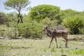 Greater kudu Royalty Free Stock Photo