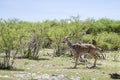 Greater kudu Royalty Free Stock Photo