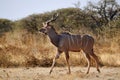 Greater Kudu male woodland antelope at Etosha national park, Namibia Royalty Free Stock Photo