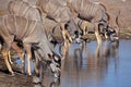 Greater kudu males at waterhole, Etosha, Namibia Royalty Free Stock Photo