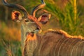 Greater kudu portrait Royalty Free Stock Photo