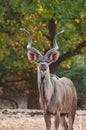 Greater kudu posing in South Luangwa national park.