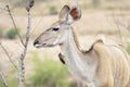 Greater Kudu with red-billed oxpeckers Royalty Free Stock Photo