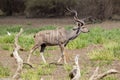 Greater Kudu, Selous Game Reserve, Tanzania Royalty Free Stock Photo