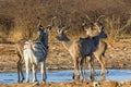 Greater Kudu and solitary Zebra