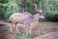 Greater kudu standing outdoor Royalty Free Stock Photo