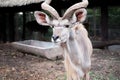 Greater kudu standing outdoor Royalty Free Stock Photo
