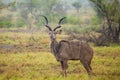 Greater Kudu standing in a thundershower in the Kruger Park