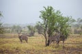 Greater Kudu standing in a thundershower in the Kruger Park