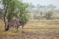 Greater Kudu standing in a thundershower in the Kruger Park