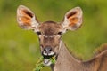 Greater Kudu (tragelaphus strepsiceros) Royalty Free Stock Photo