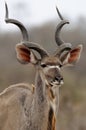 Greater Kudu (Tragelaphus strepsiceros)