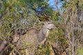 Greater kudu Tragelaphus strepsiceros Africa safari wildlife and wilderness Royalty Free Stock Photo