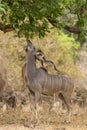 Greater Kudu (Tragelaphus strepsiceros) browsing Royalty Free Stock Photo