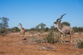 Greater Kudu Tragelaphus strepsiceros couple pair male and female looking alert in the bushveld