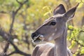 Greater Kudu Tragelaphus strepsiceros female closeup portrait eating a bone demonstrating osteophagy Royalty Free Stock Photo