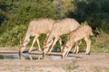 Greater Kudu Tragelaphus strepsiceros female family drinking at a waterhole with reflections Royalty Free Stock Photo