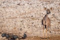 Greater kudu Tragelaphus strepsiceros, female, looking alert, Etosha National Park, Namibia.