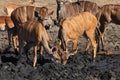 The greater kudu Tragelaphus strepsiceros. Female standing in front of waterhole Royalty Free Stock Photo