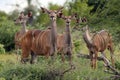 The greater kudu Tragelaphus strepsiceros, herd of females. Herd of large African antelope females in a green bush