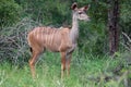 Greater kudu (Tragelaphus strepsiceros)