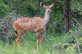 Greater kudu (Tragelaphus strepsiceros) Royalty Free Stock Photo