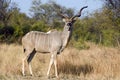 Greater kudu (Tragelaphus strepsiceros)