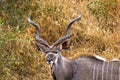Greater kudu (Tragelaphus strepsiceros) Royalty Free Stock Photo