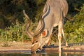 Greater Kudu Tragelaphus strepsiceros male head portrait drinking alone at a waterhole with golden light